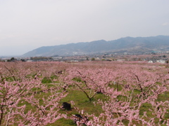桃萌