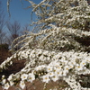 花雪