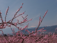 『実りへの序章』