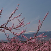 『実りへの序章』