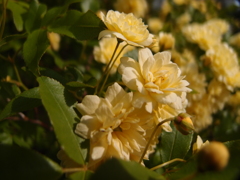 綺麗な花でもトゲは無し