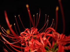 曼珠沙華