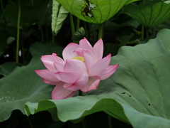P1180015