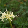 DSC00178