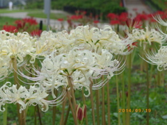 IMGP0015