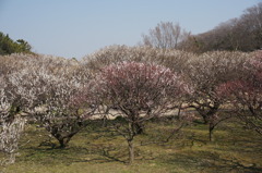 DSC00081