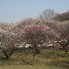 DSC00081
