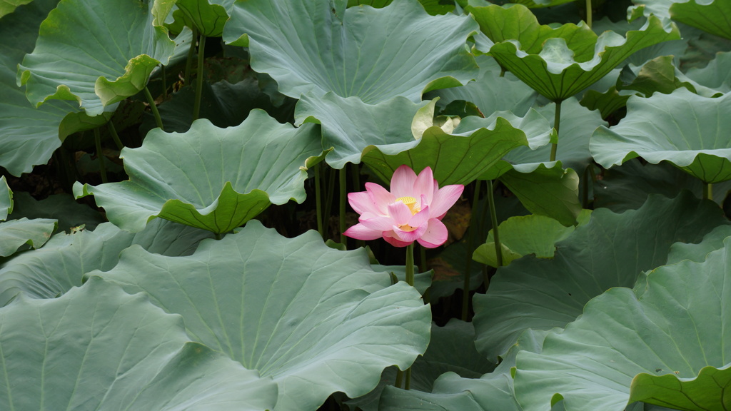 不忍池　蓮の花