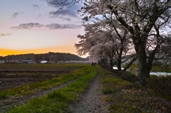 夕刻　春の田圃道