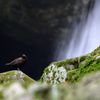 癒しの渓谷　十二　～　カワガラスとの出会い　～