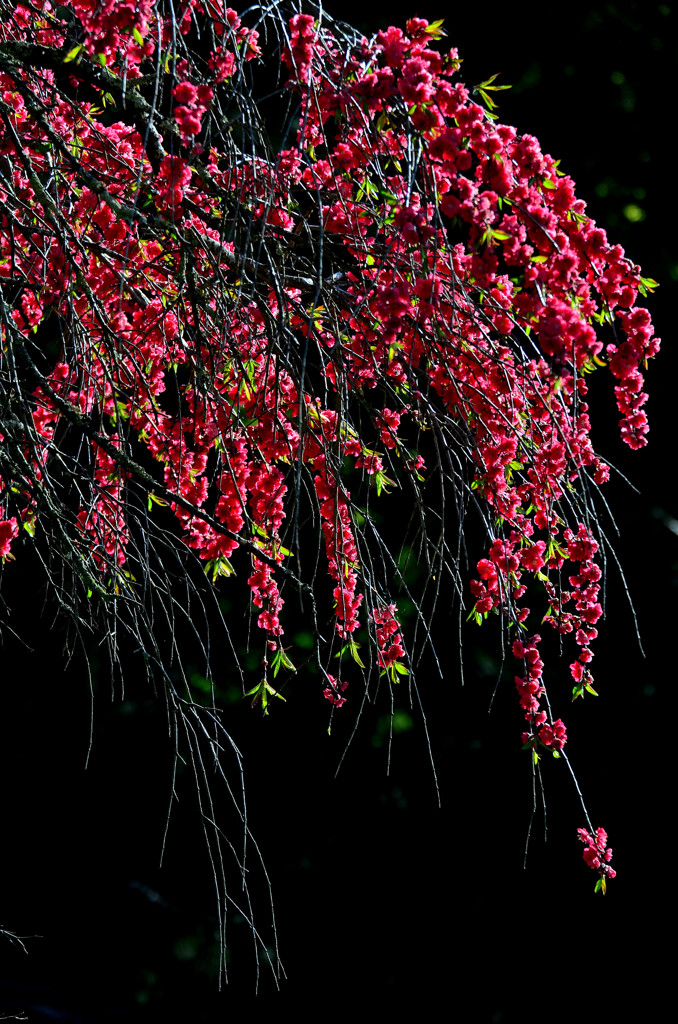 庭桃花　一　～陽を浴びる枝垂れ桃花～　