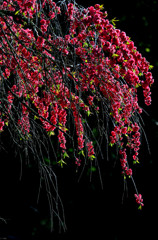 庭桃花　一　～陽を浴びる枝垂れ桃花～　