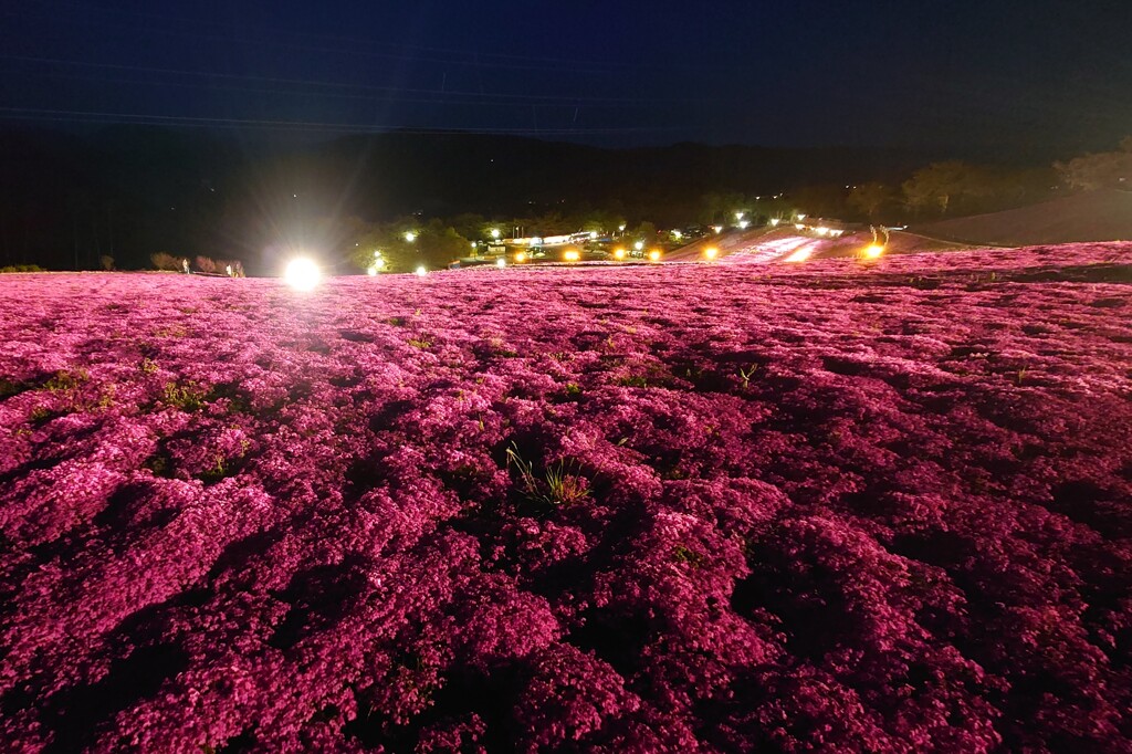 planet moss phlox