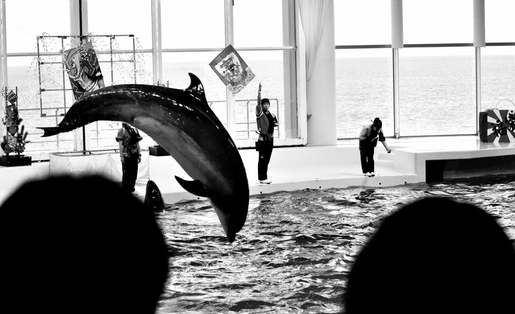 ふたりのイルカショー