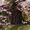 貫禄巨木桜　２