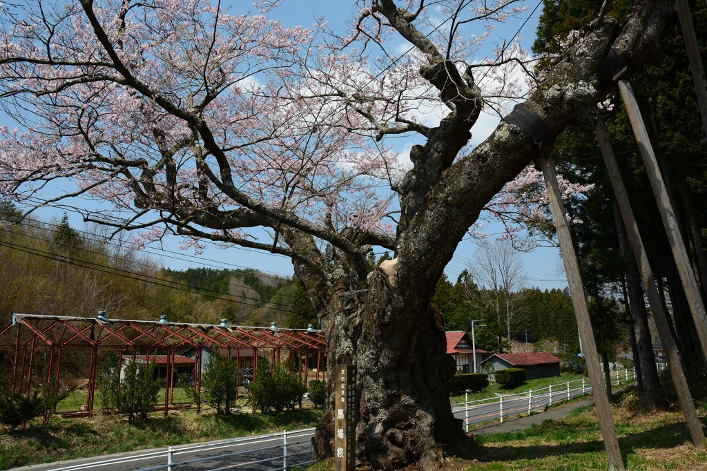 国道が邪魔桜