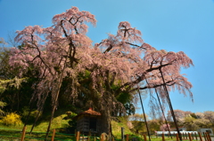 青空に映えて　　～ 紅枝垂地蔵桜 ～