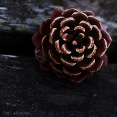 Pine cones