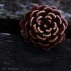 Pine cones