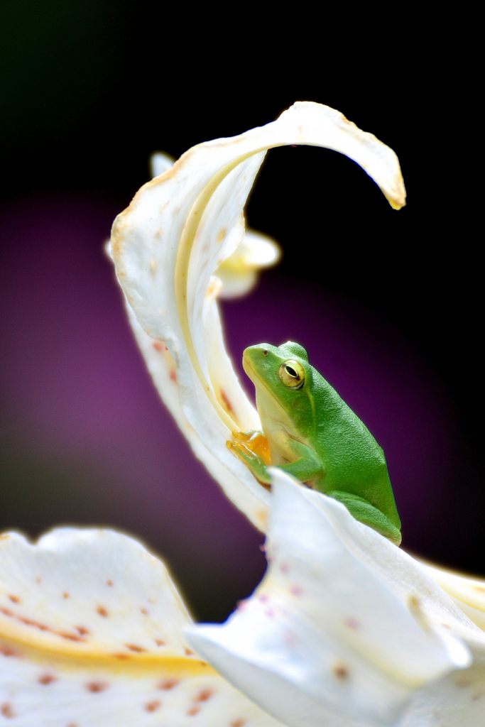 Ride to the gold-banded lily