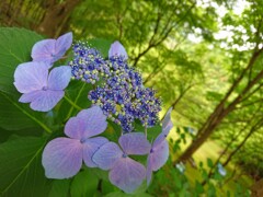 癒しの紫陽花
