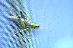 Grasshopper in doubt