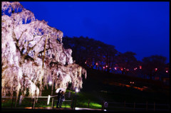 夜雨巨桜の下で