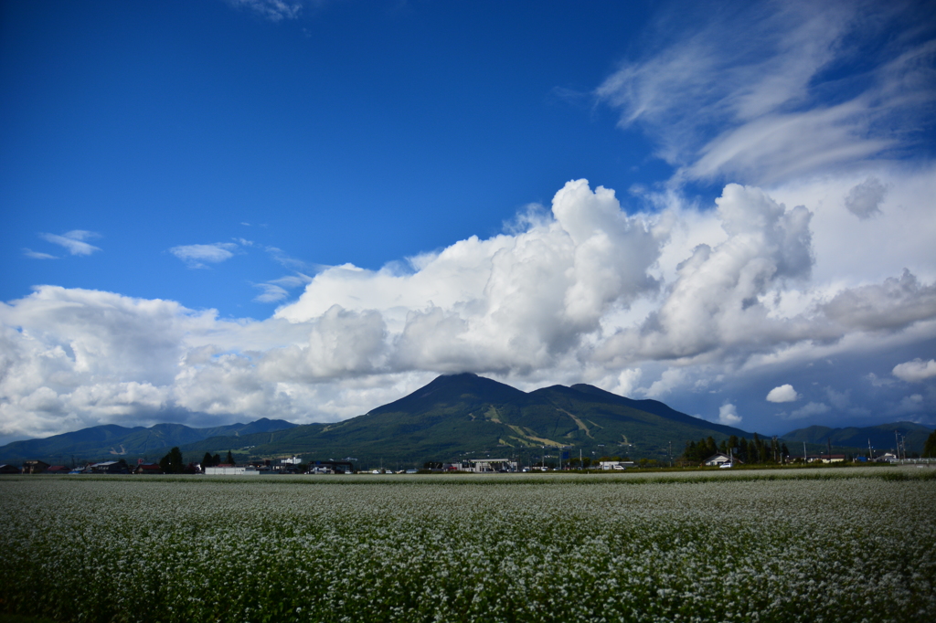 実りの秋へ　　～ 磐梯山と蕎麦畑 ～ 1