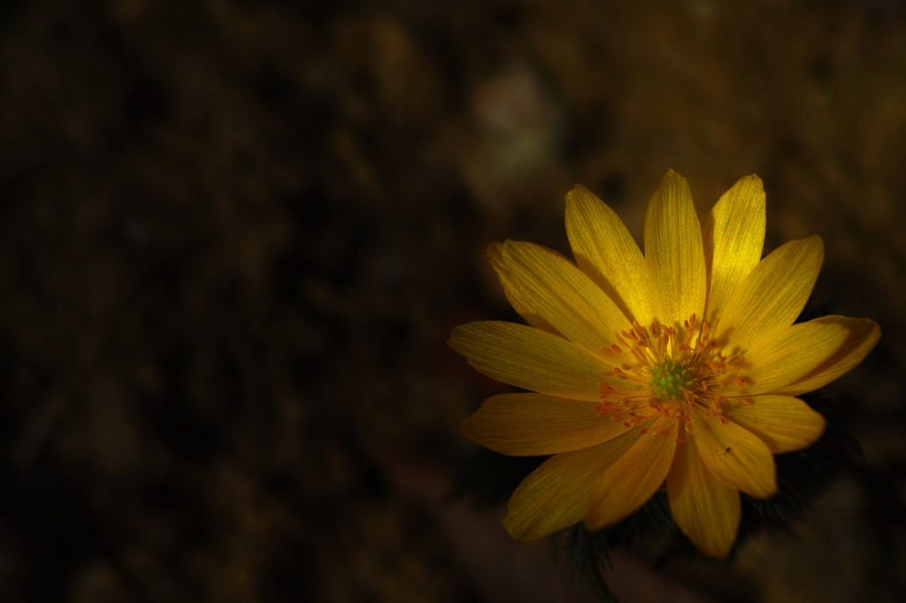 黄色福花