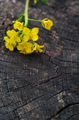 Stump and rape Stump and rape