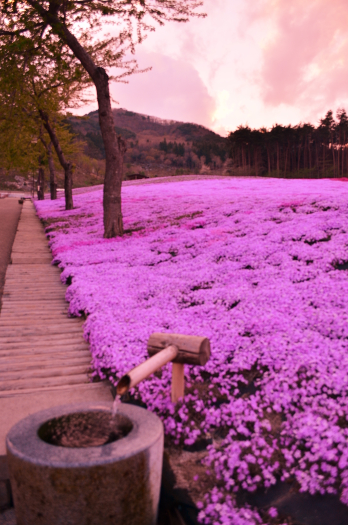 芝桜　二