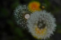  dandelion