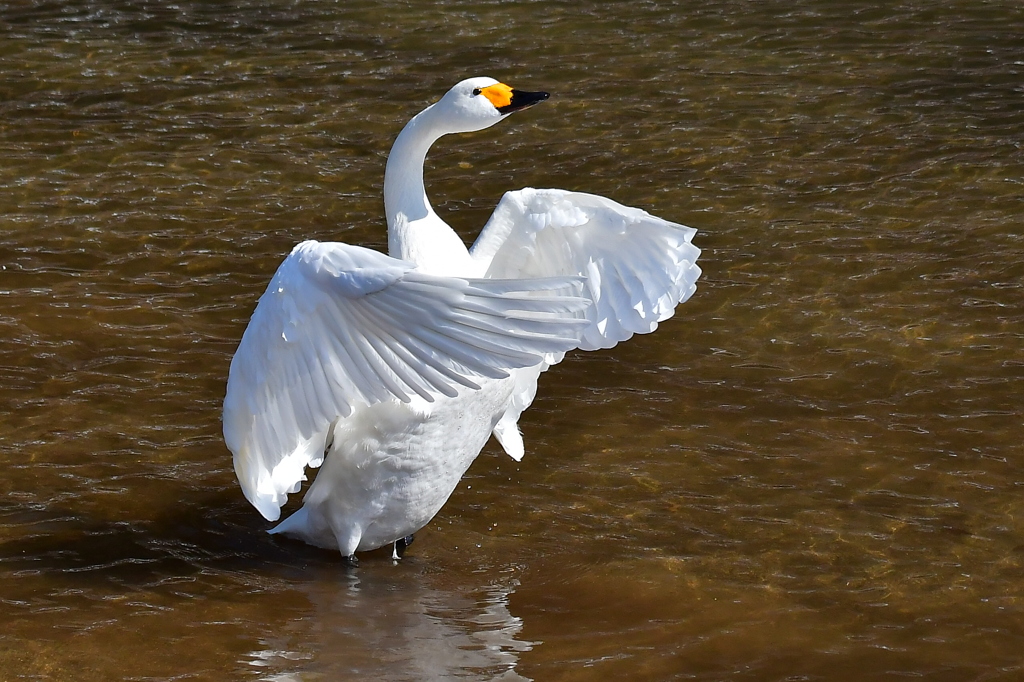 白鳥の舞