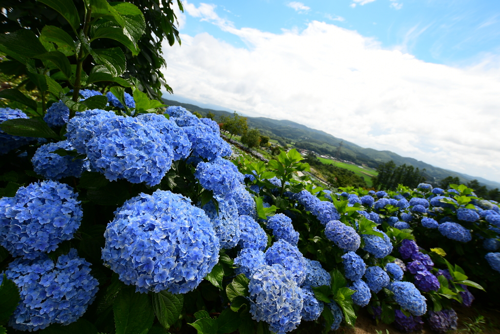 紫陽花の丘