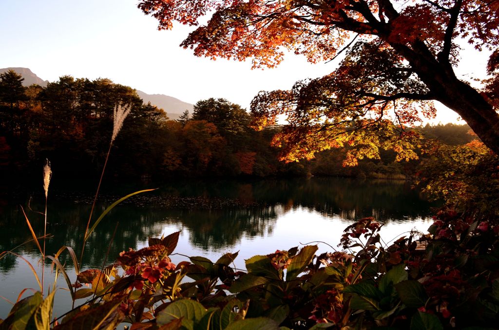日没前の輝く五色沼紅葉