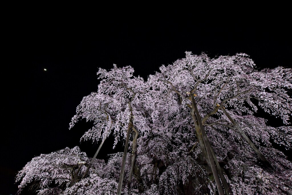 夜滝桜