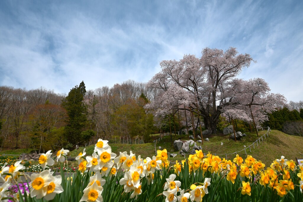 古殿の春  ～越代の桜 2022～