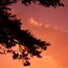 夕刻松龍