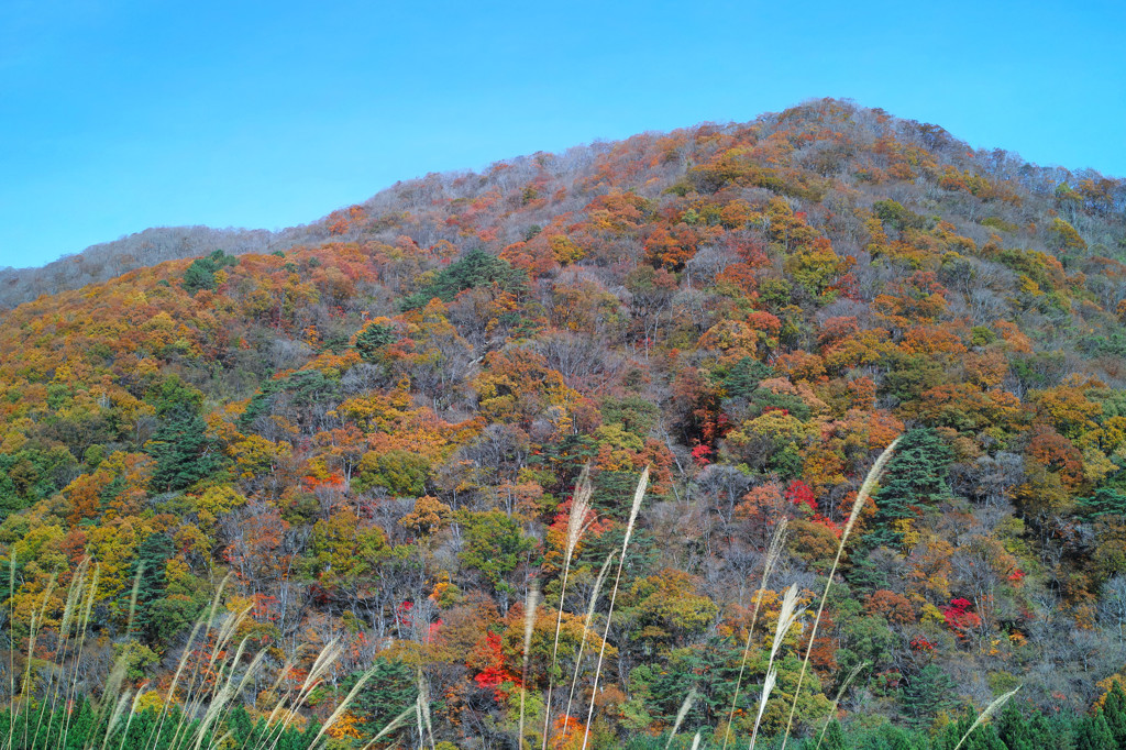 晩秋里山　２