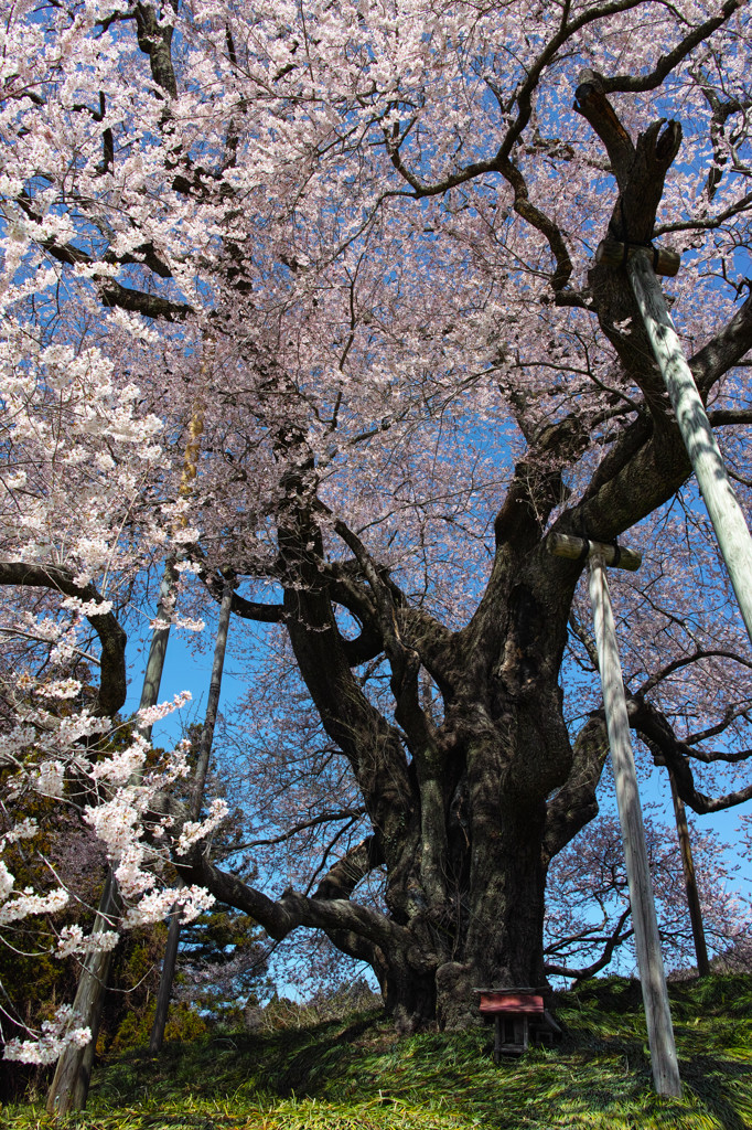 満開巨桜咲乱　２