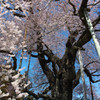満開巨桜咲乱　２