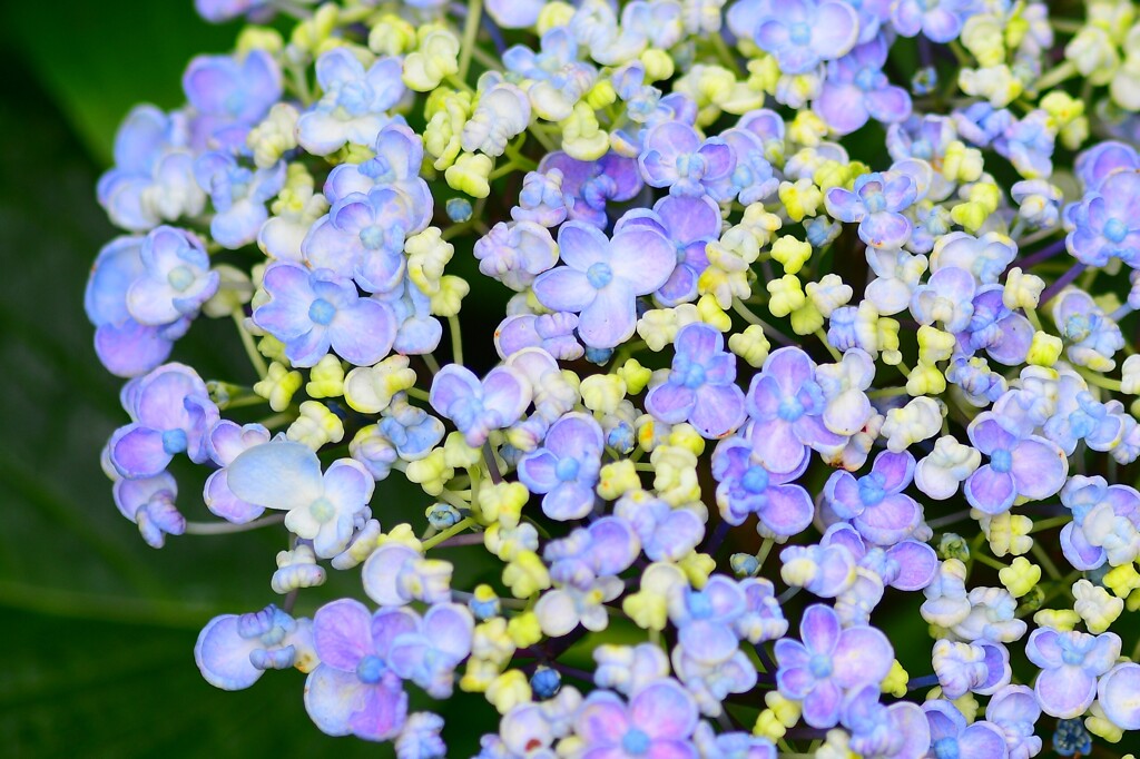 梅雨の花