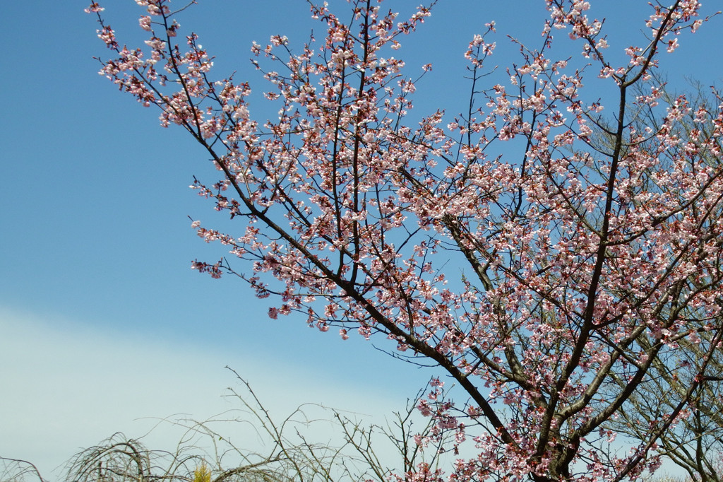 春　青空に映え