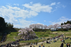 美春桜 ６ 　～ 三春滝桜に魅了される人々 ～