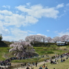 美春桜 ６ 　～ 三春滝桜に魅了される人々 ～