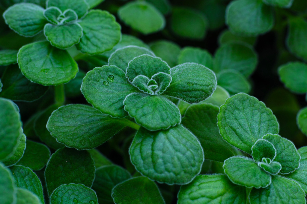 Cute leaf