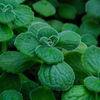 Cute leaf