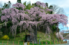 紅枝垂地蔵桜　２