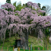 紅枝垂地蔵桜　２