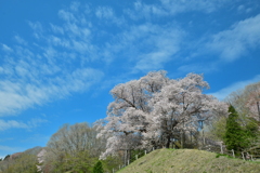 春の巨人　～越代の桜2025～2